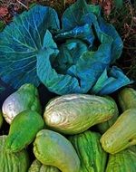 cabbage head