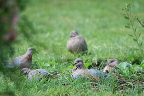 gray pigeons on green grass close-up on blurred background