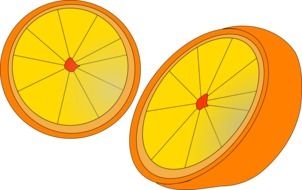 drawings of halves of an orange on a white background