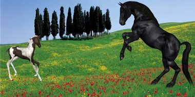 pinto foal and black horse on beautiful meadow, collage