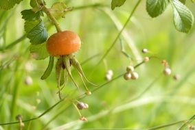 yellow sweet rosehip fruit