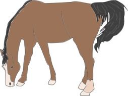 Picture of brown horse mammal