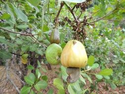 Tropical maraÃ±Ã³n fruits grow on a tree