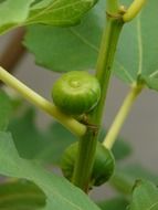 the green fruits of the fig tree