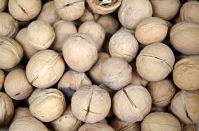season walnut