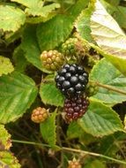 Bush of blackberries in nature