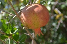 Fresh pomegranate on a branch