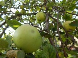 a branch with apples