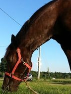 a brown horse eating grass on the meadow