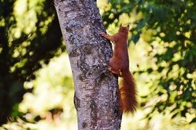 climbing squirrel