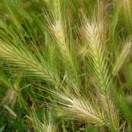 hordeum murinum, false barley spikes close up