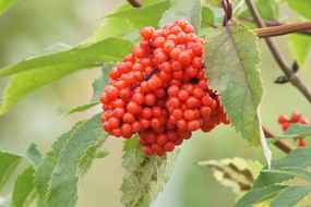 elder red berries on branch