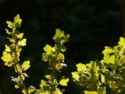 Gooseberry shrub branches in back light