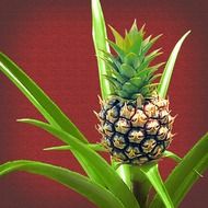 baby pineapple on a bush close up