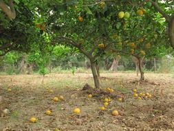 lemon harvest