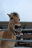 Horse behind a metal fence