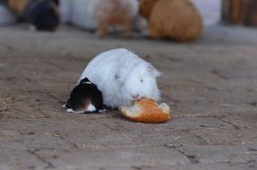 guinea pig eating a bun