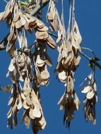 dry maple leaves