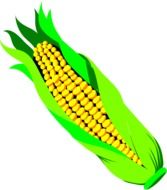 unpeeled corn spike, illustration