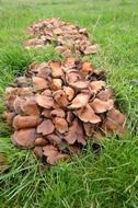 mushroom colony
