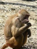 sitting brown monkey