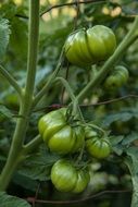 green unripe tomatoes on a garden