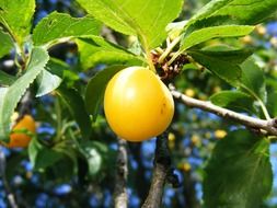 yellow plum on a branch