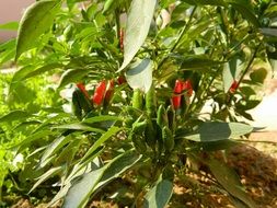 chili pepper spicy