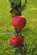 two red apples on tree at lawn close-up on blurred background