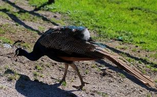 Peacock eating grass