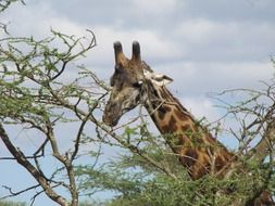 giraffe head above tree, tanzania