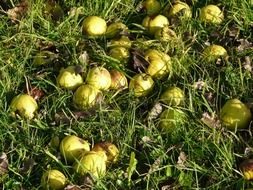 pears among green grass