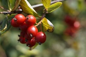 Ripe red hawthorn berries on a blurred background