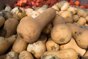 decorative squash in autumn