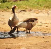 two geese by the water