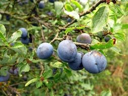 tree of blue plums nature