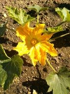 yellow zucchini flower in the garden