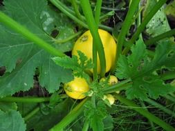 Yellow zucchini vegetables in a garden