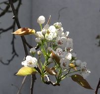 flowering of a pear on a branch close-up