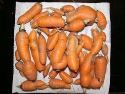 Organic healthy fresh orange carrots on the white cloth