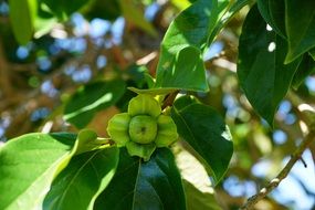 green young apple