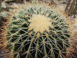 garden cactus thorns
