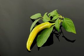 pepper with leaves