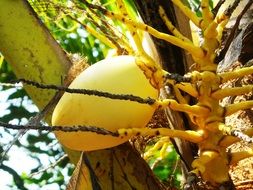 yellow coconut fruit on the tree