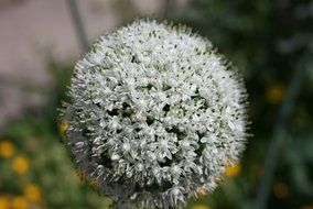 onion flower plant