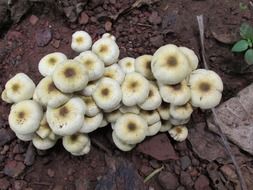 mushrooms is the realm of nature
