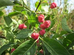 red fruit euonymus