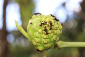 Ants on the fruits