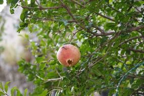 half-ripe pomegranate on a tree