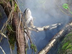 smoking of a fish in forest